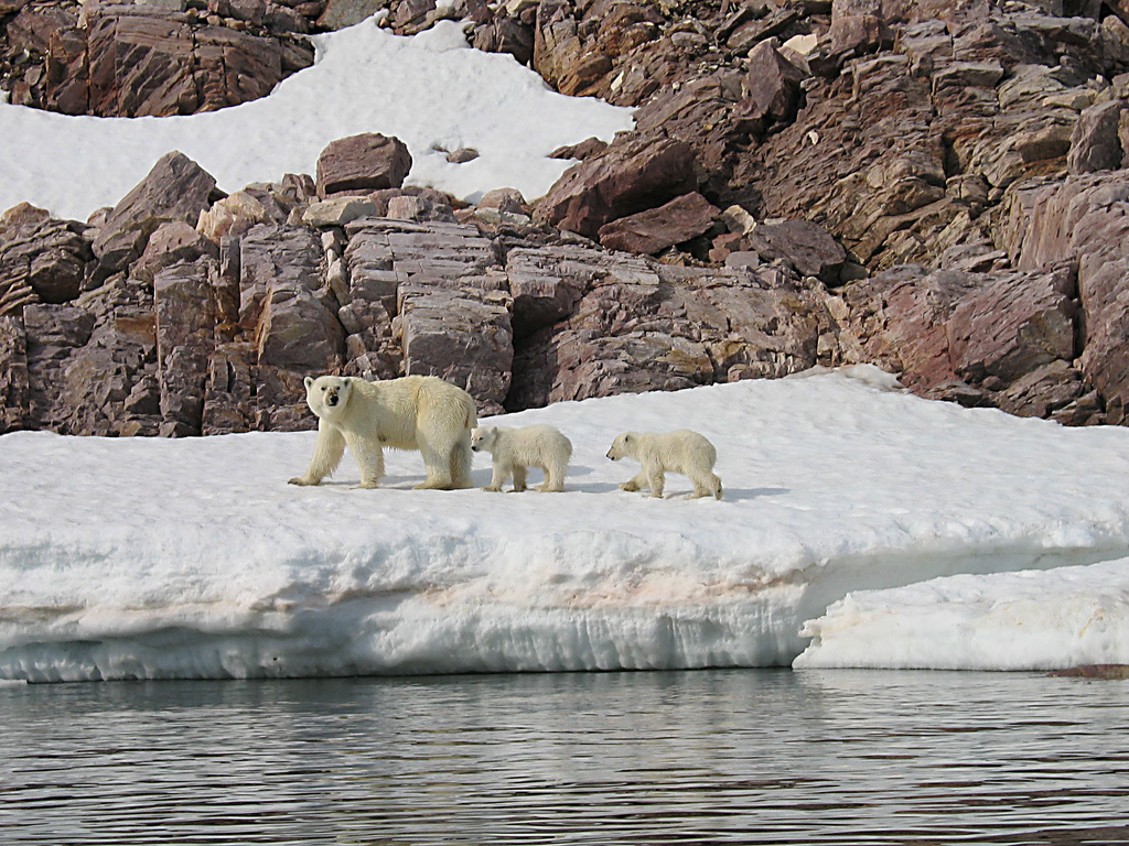 Polar Bear mother and cubs, by Alastair Rae, via Flickr.com